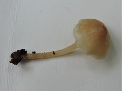 Roridomyces austrororidus
