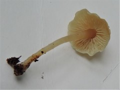 Roridomyces austrororidus