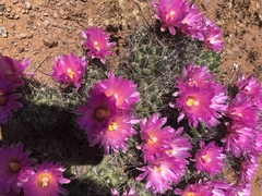Coryphantha macromeris