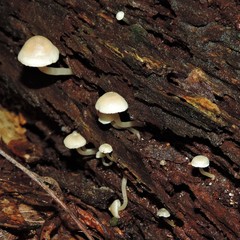 Roridomyces austrororidus