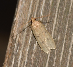 Glyphidocera