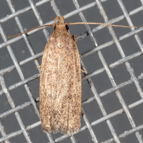Juniper Tip Moth photo 4