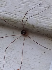 Leiobunum bimaculatum