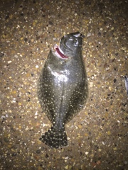 Paralichthys lethostigma