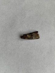Mesoligia literosa
