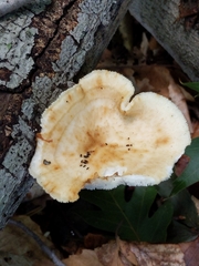 Bresadolia craterella