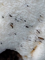 Bresadolia craterella