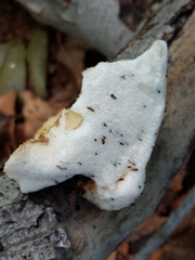 Bresadolia craterella