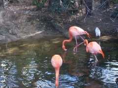 Phoenicopteridae