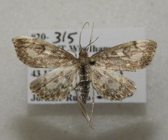 Anania tertialis