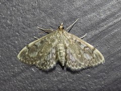 Anania tertialis