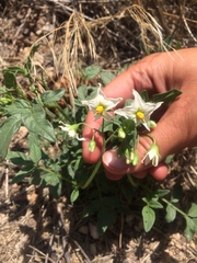 Solanum jamesii