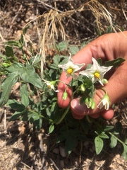 Solanum jamesii