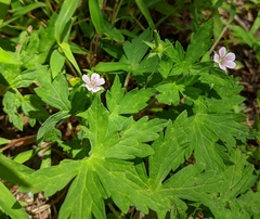 Geranium sibiricum