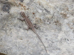 Urosaurus ornatus wrighti