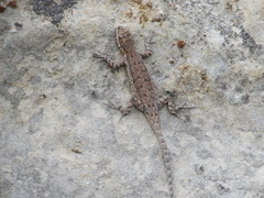 Urosaurus ornatus wrighti