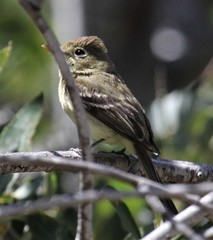 Empidonax difficilis