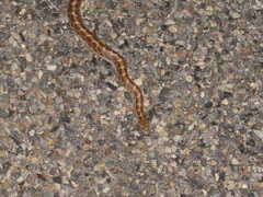 Arizona elegans philipi