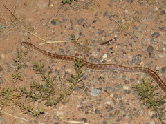 Arizona elegans philipi