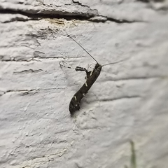 Caloptilia triadicae