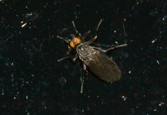 Empidinae