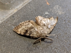 Lymantria dispar