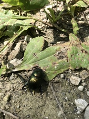Geotrupes splendidus
