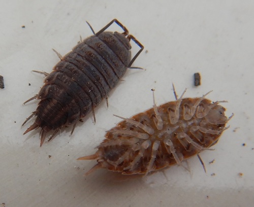 Six-striped Woodlouse
