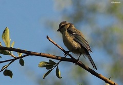 Cyanistes caeruleus