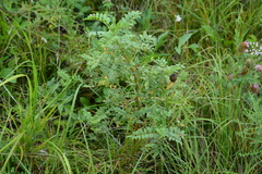 Astragalus canadensis