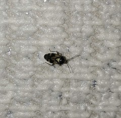 Orthops
