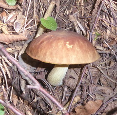 Hemileccinum depilatum