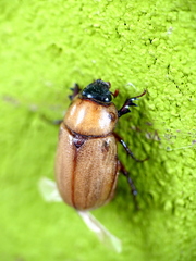 Cyclocephala putrida