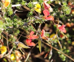 Aspalathus tenuissima