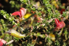 Aspalathus tenuissima