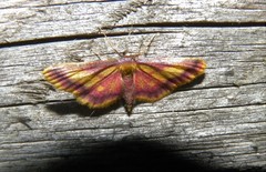 Idaea muricata