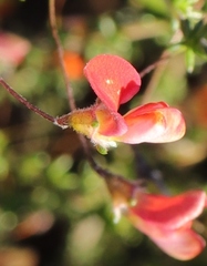 Aspalathus tenuissima