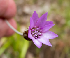 Xeranthemum cylindraceum