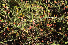 Aspalathus tenuissima