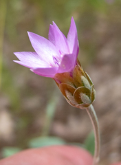 Xeranthemum cylindraceum
