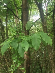 Magnolia acuminata
