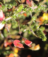 Aspalathus tenuissima