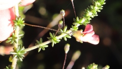 Aspalathus tenuissima