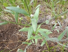 Xeranthemum cylindraceum