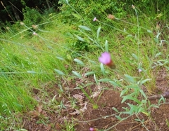 Xeranthemum cylindraceum