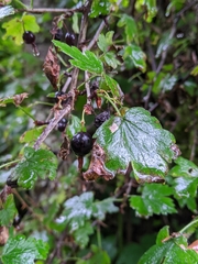 Ribes divaricatum