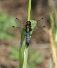 Erythrodiplax connata