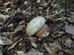 Rubroboletus