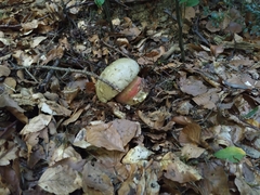 Rubroboletus