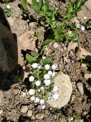 Nemophila maculata
